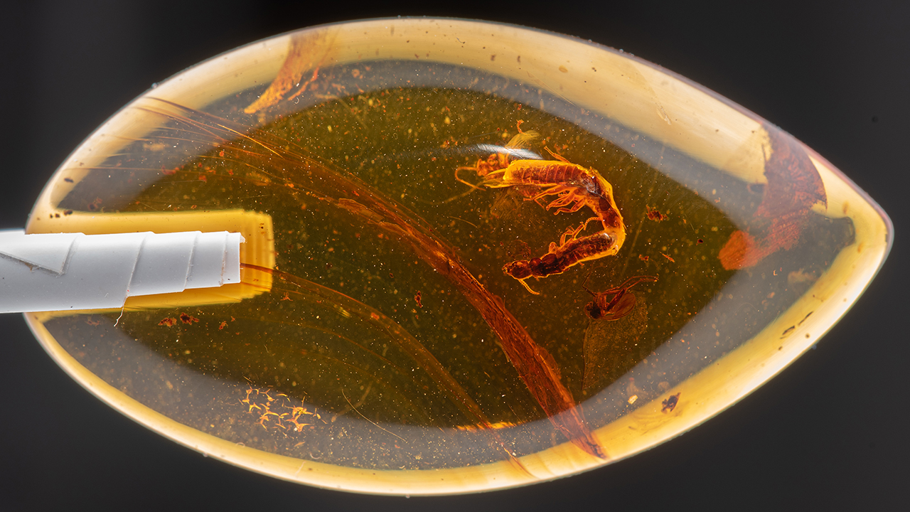 a close up of fossilized amber holding two connected termites