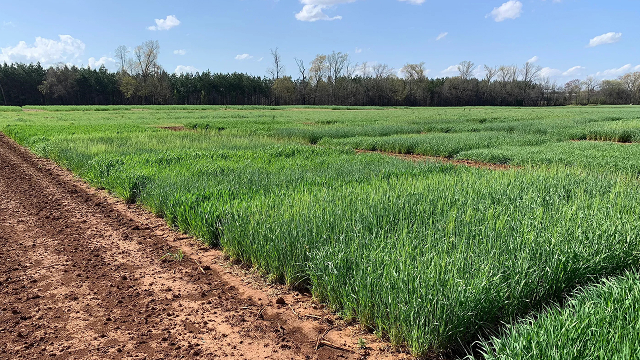 a field of green barley grows alongside a red dirt road