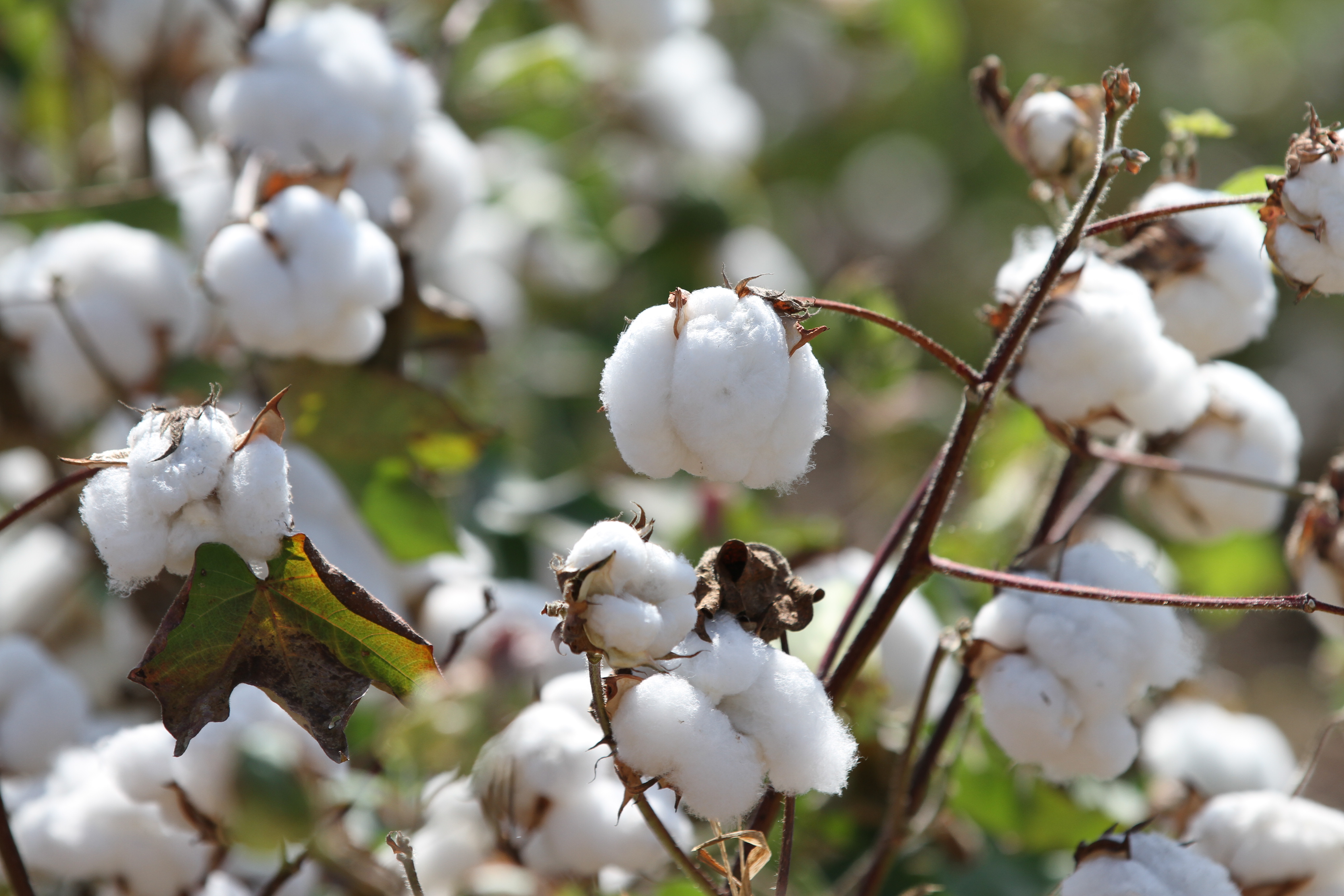 Cotton bolls on plant ready for harvest