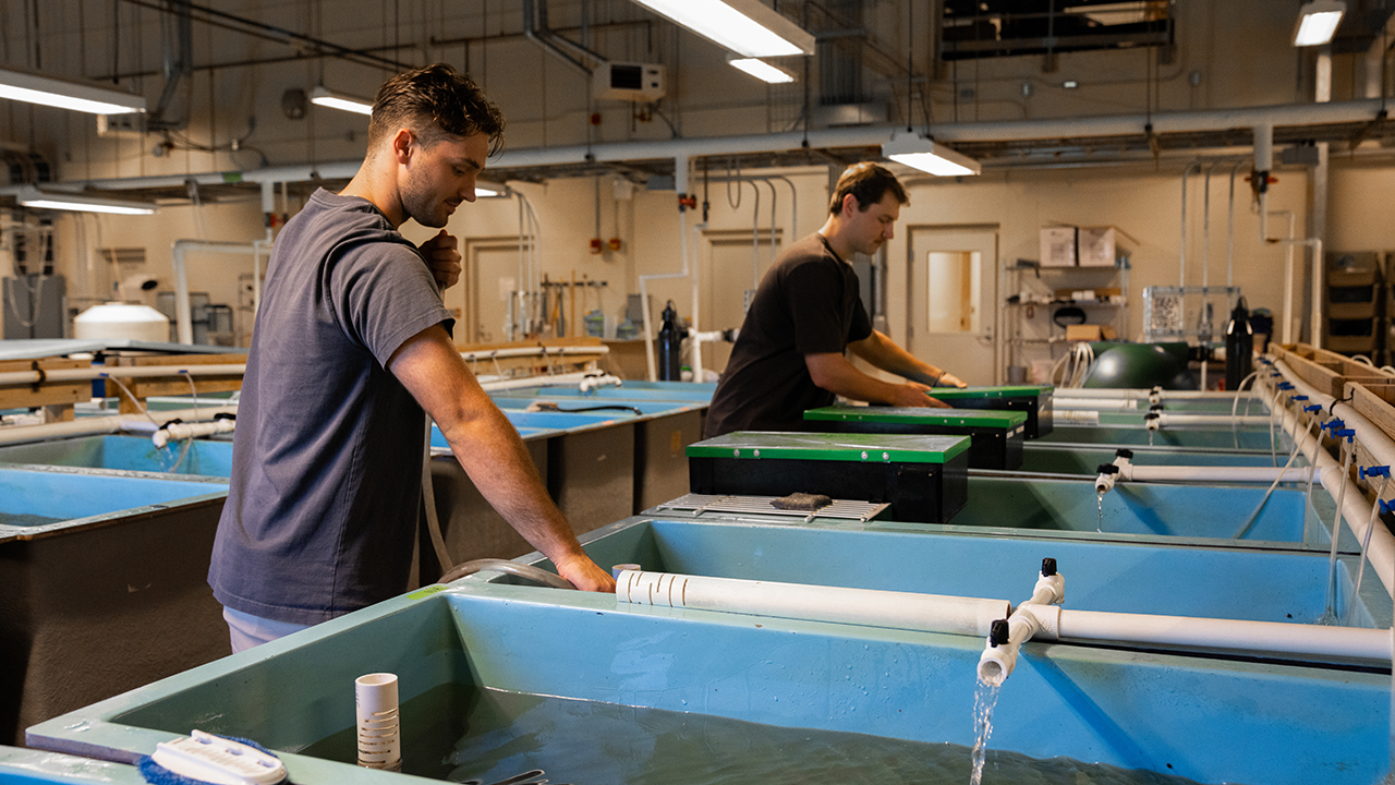 two grad students work in a wet lab on Auburn