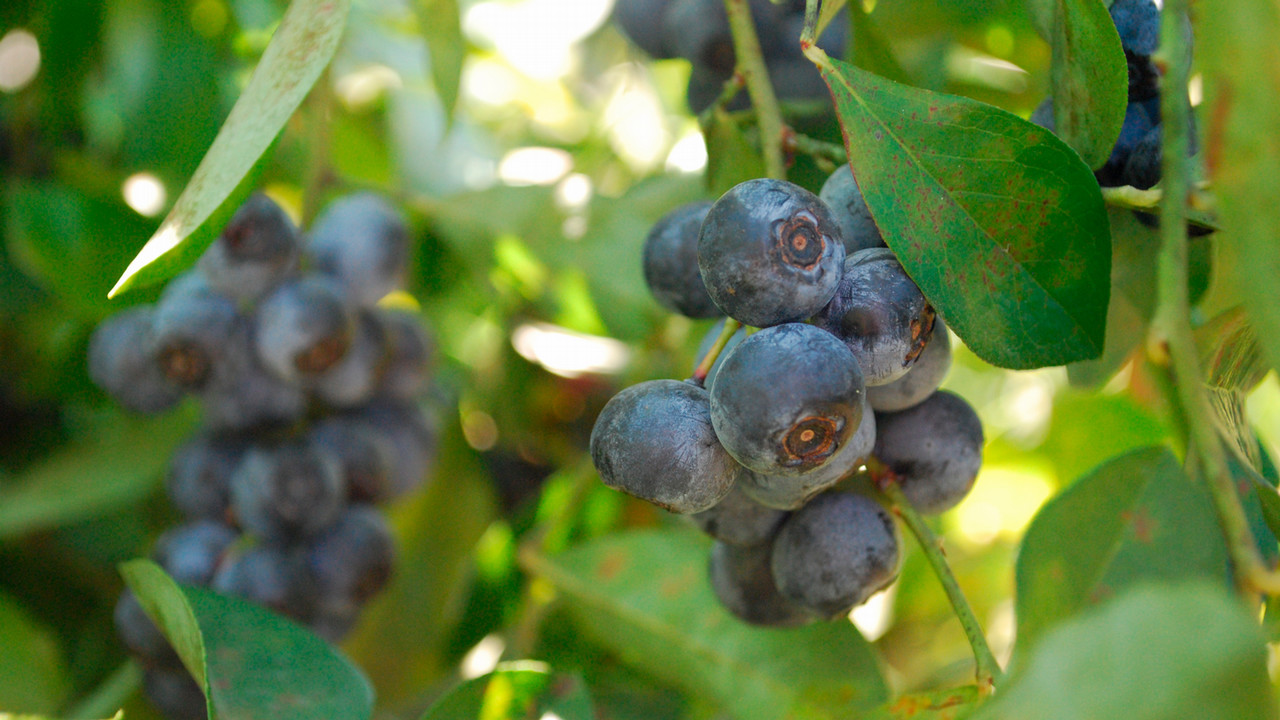 Close-up of ripe blueberries on bush