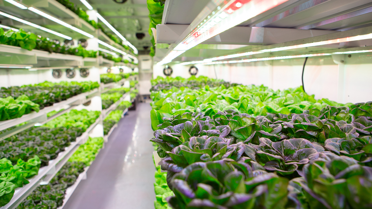 leafy greens grow in a container farm