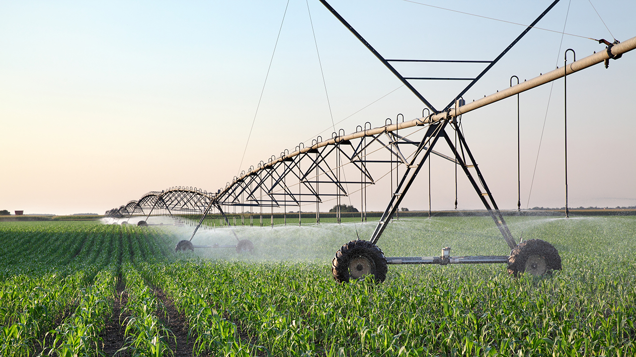 irrigation over corn field