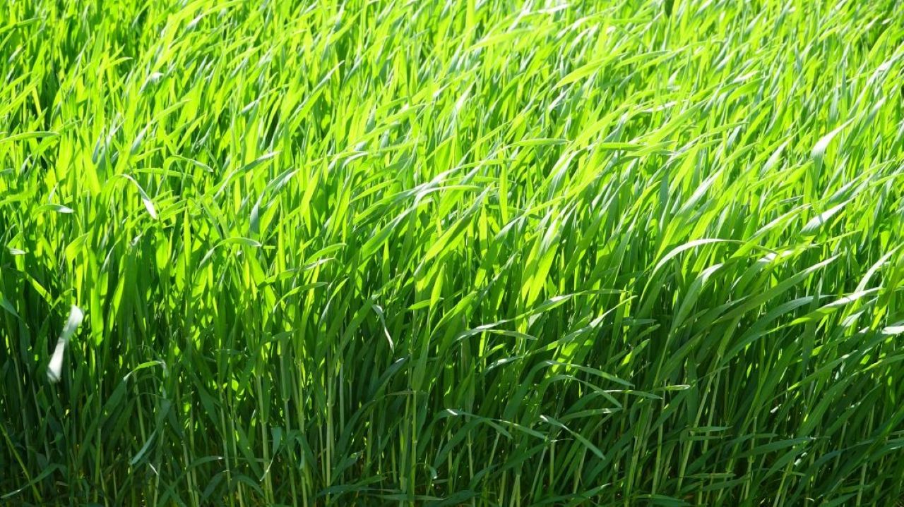 forages