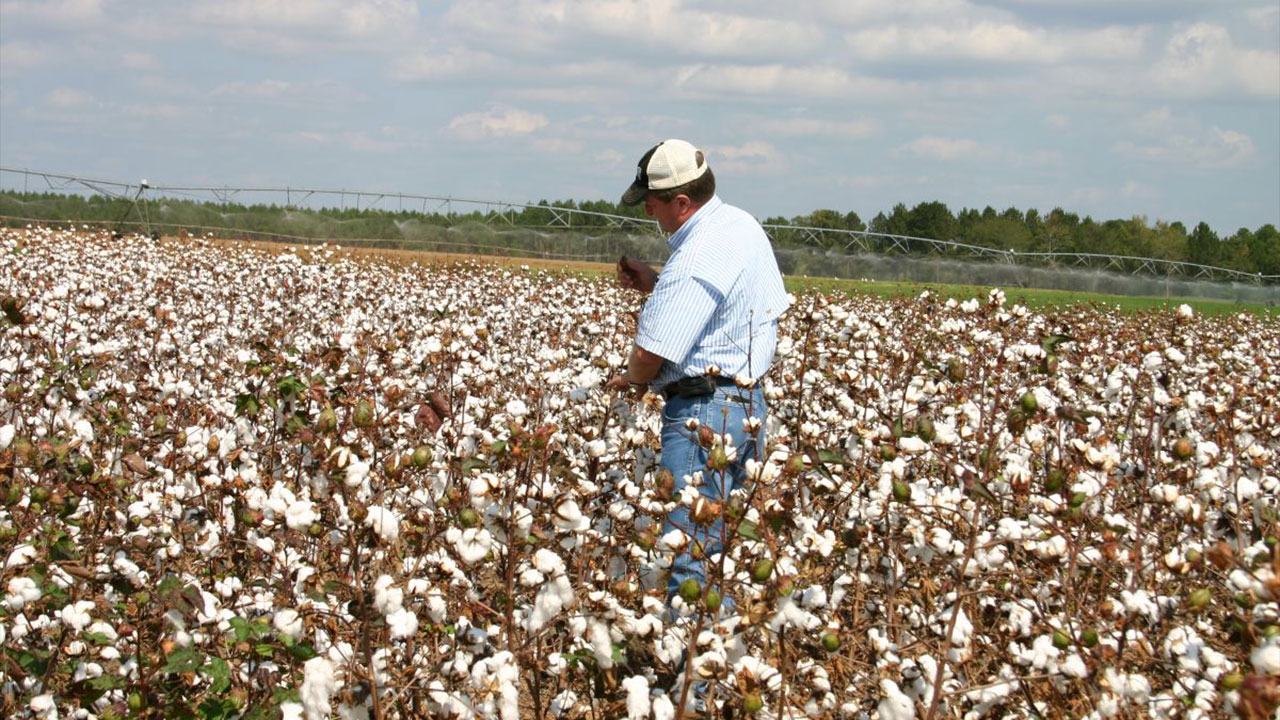 A man stands in a cotton field