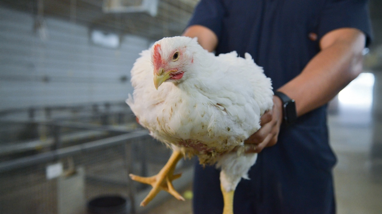 Poultry from Auburn Research 
