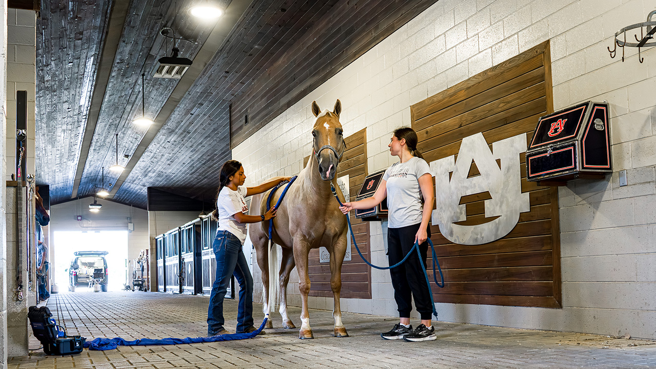 two Auburn students groom a horse in the Williams Family Barn