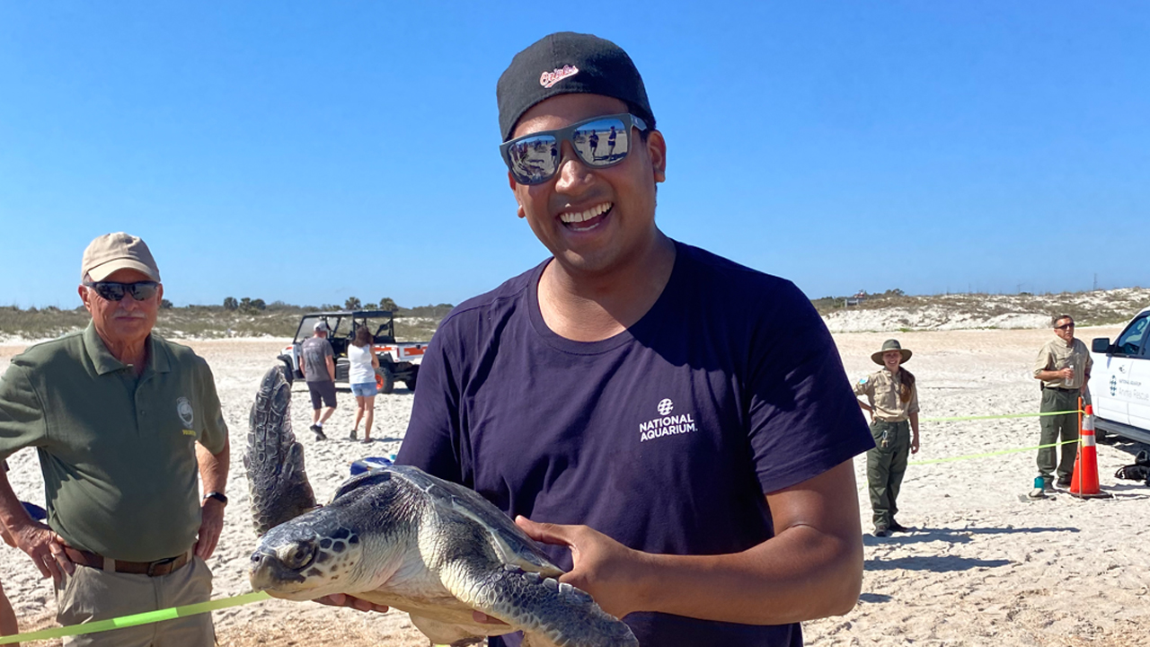 Phil Smith holds a sea turtle