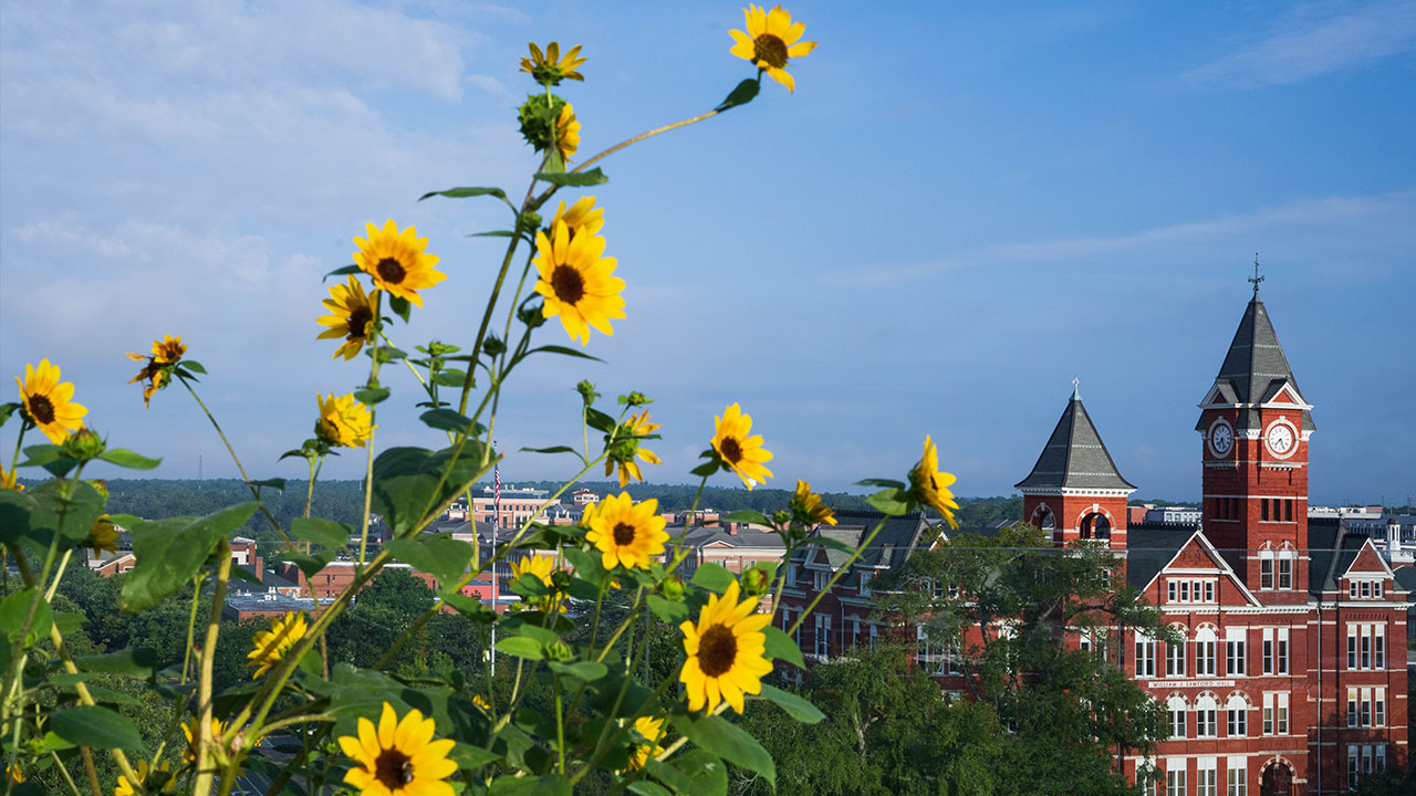 Yellow flowers and Sanford Hall 