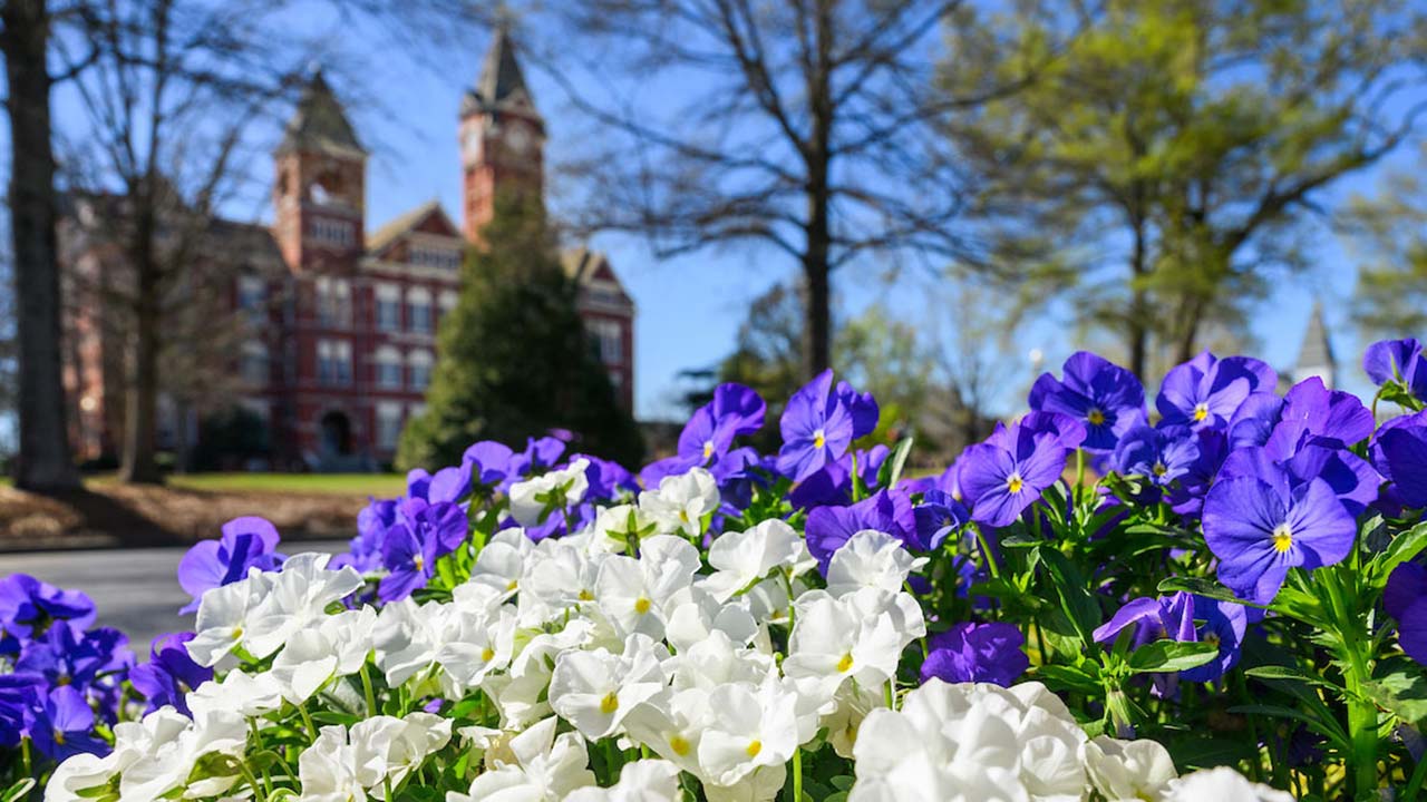 blue and white flowers with Auburn University's Samford Hall in the background