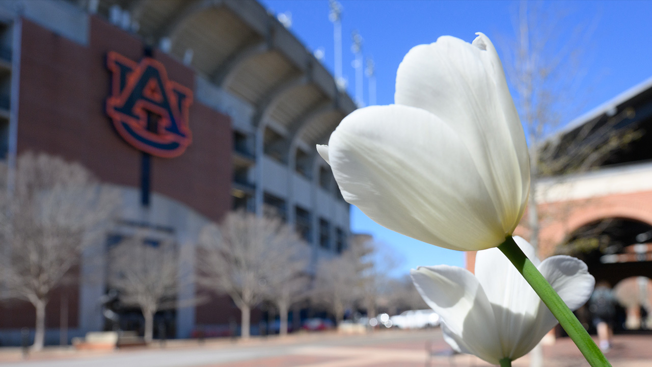 Scenic photo of Jordan-Hare Stadium