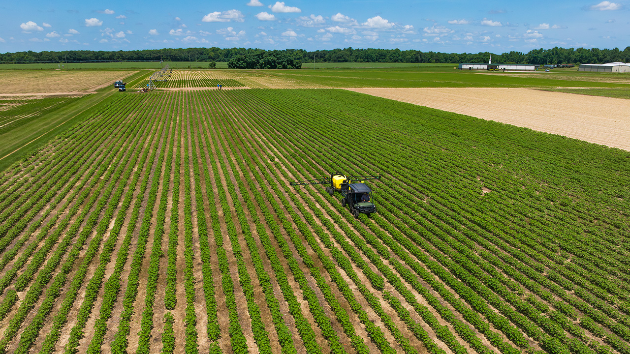 A farm field with a tractor spraying the crops