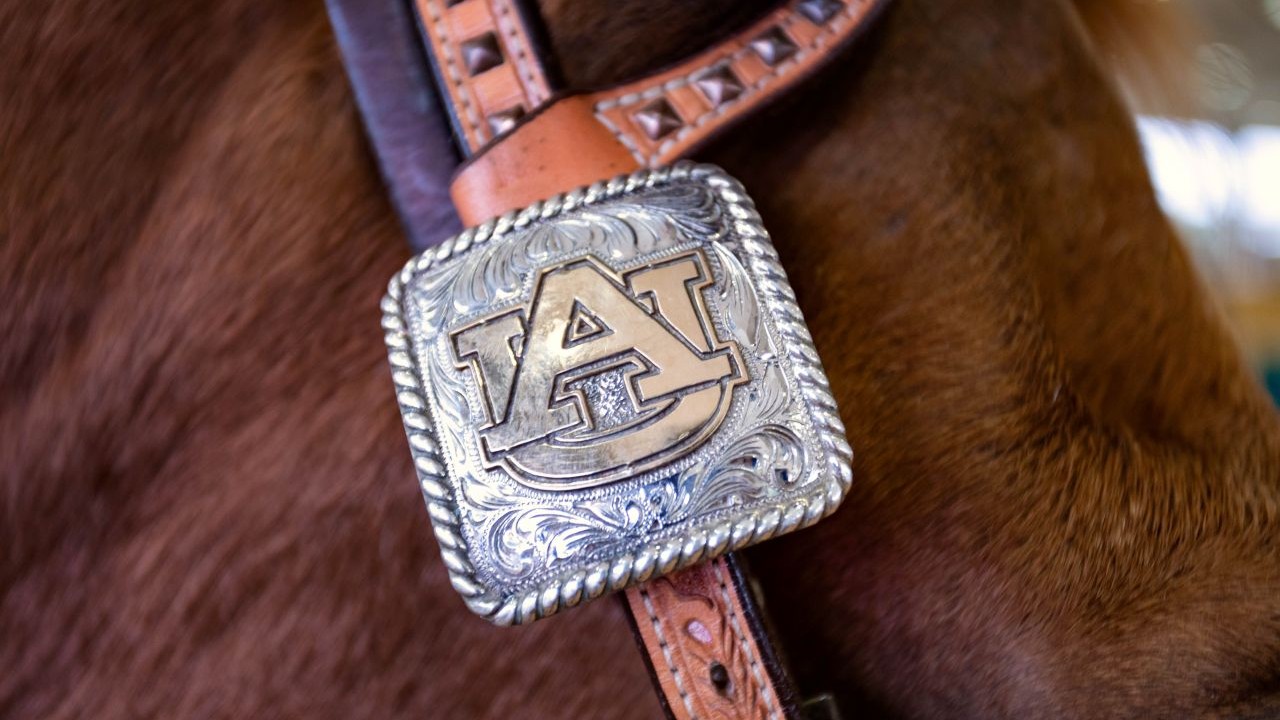 Close-up of a silver belt buckle with ornate engravings and the Auburn University “AU” logo in the center, attached to a brown leather strap on a horse’s bridle.