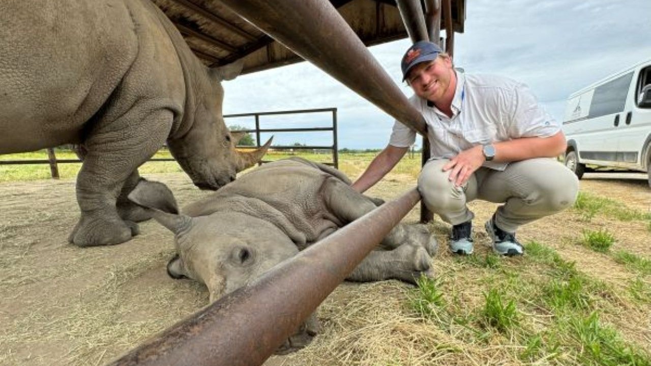 A person crouches under a metal shelter next to a resting baby rhinoceros, gently touching its side. Another adult rhinoceros stands nearby, partially visible. A white vehicle is parked in the background on a grassy area under a cloudy sky.