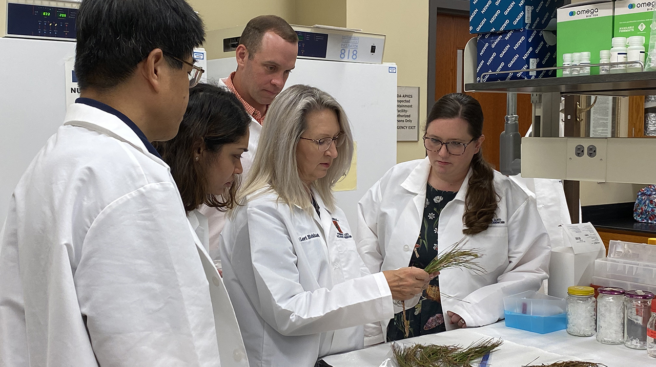 research-team-analyzes-pine-boughs-for-blight