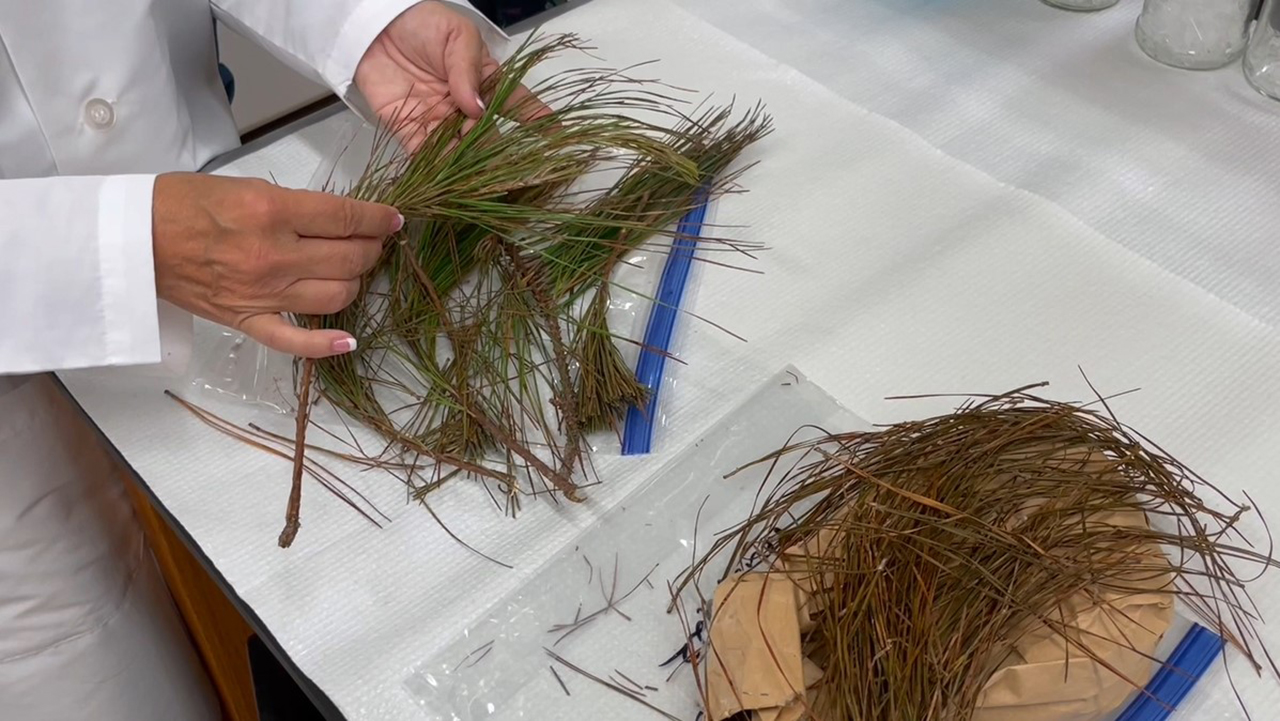 researchers examine pine boughs infected with brown spot needle blight