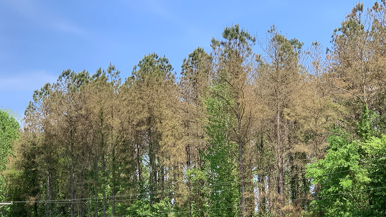 pine forest along roadside infected with brown spot needle blight