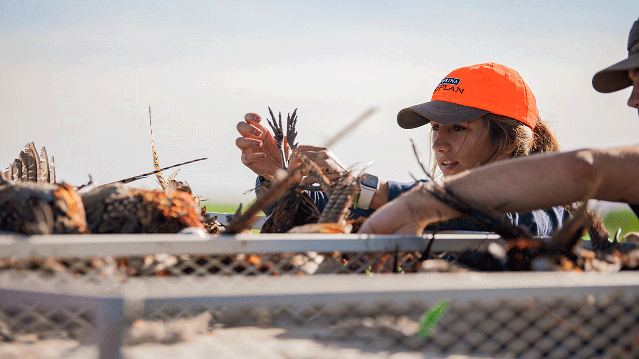 A woman working with wild game birds