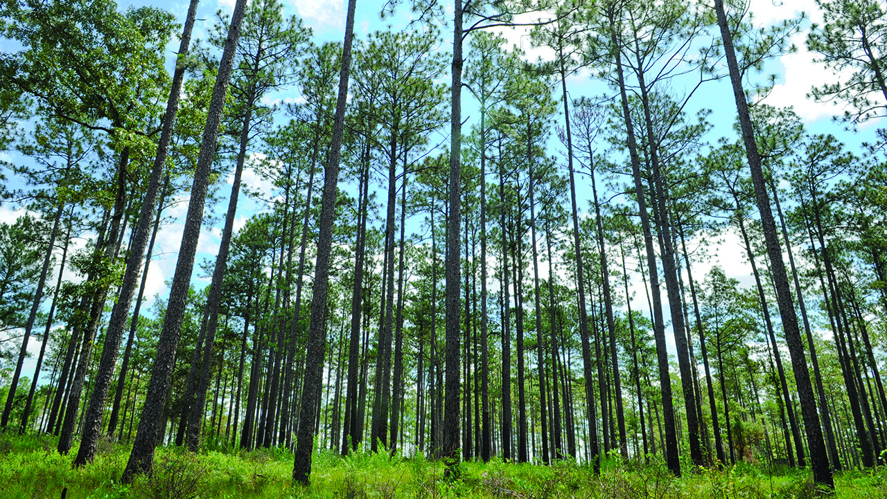 pine forest stand in Andalusia, Alabama