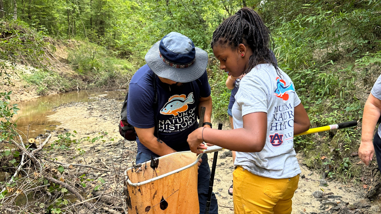 Children wearing boots stand over a green net spread across a creek bed, looking for aquatic insects and other wildlife.