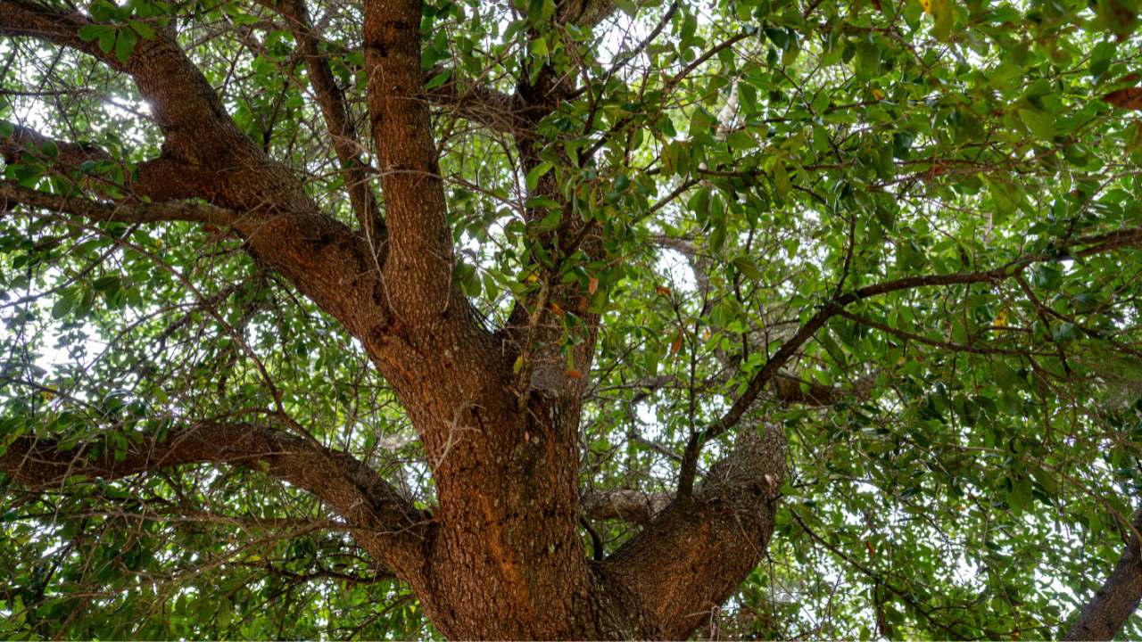 View looking up into the branches of a large oak tree with textured bark and dense green leaves.