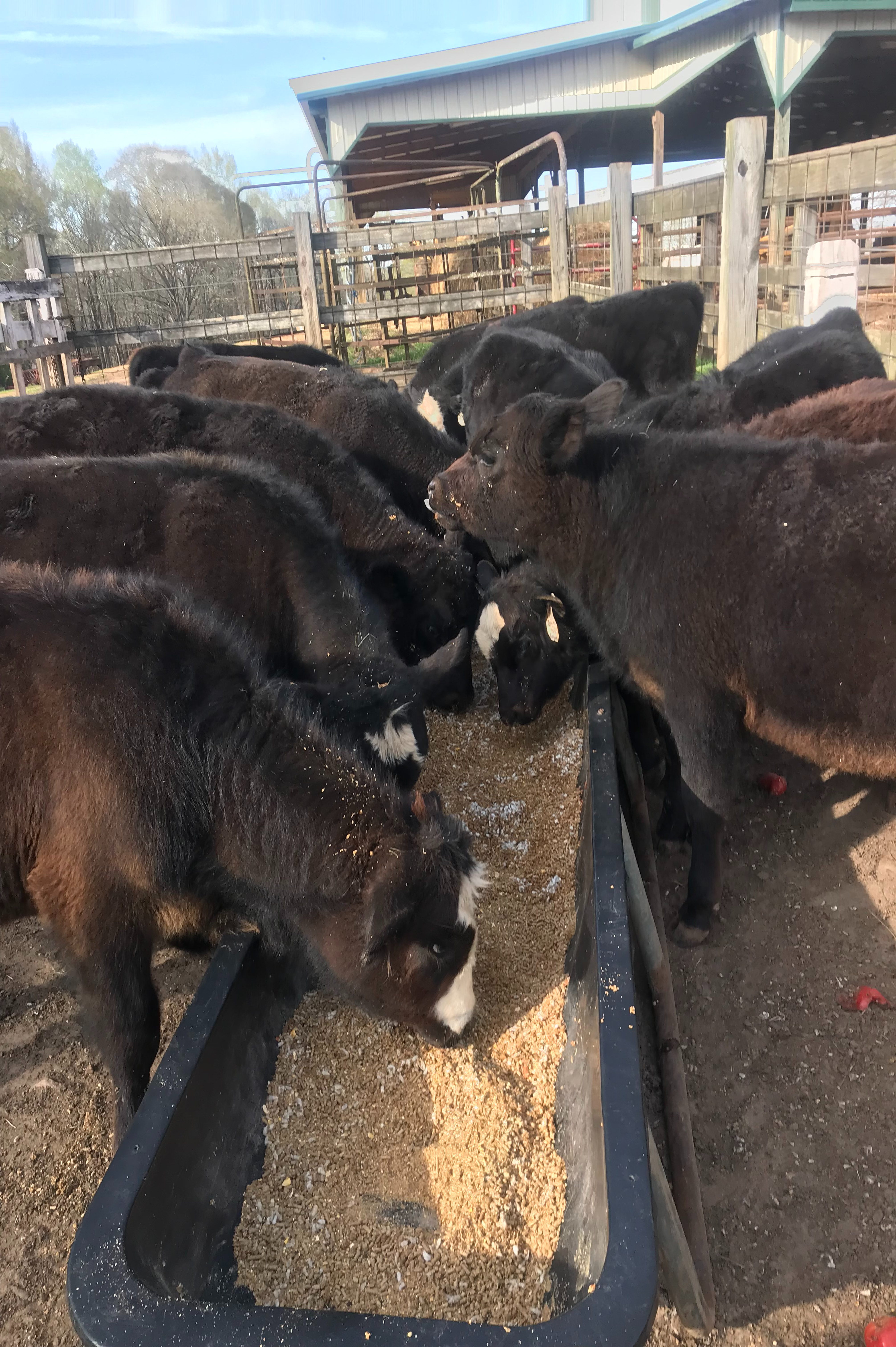 Cows eating spent grain