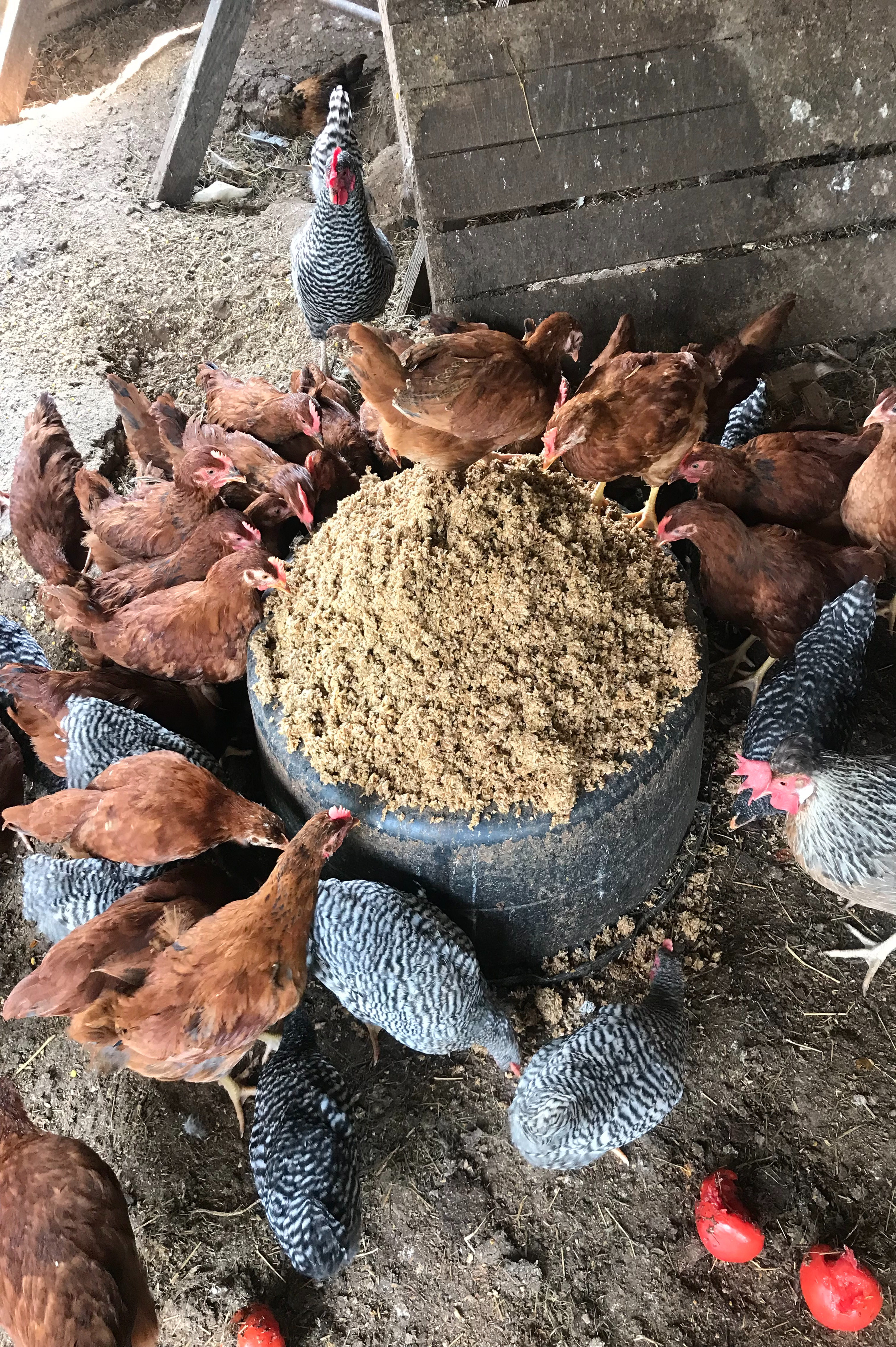 Chickens eating spent grain