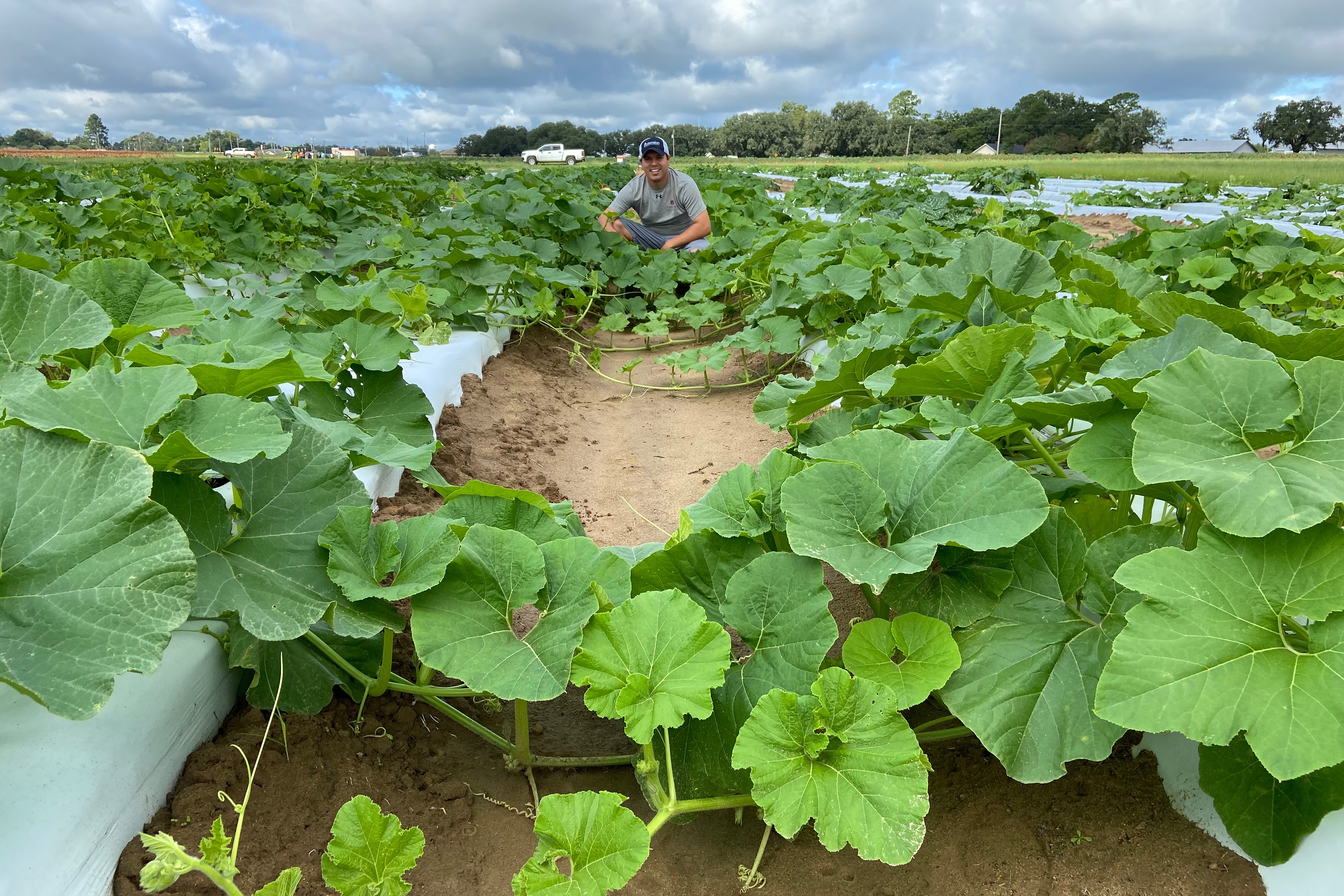 Planted pumpkins