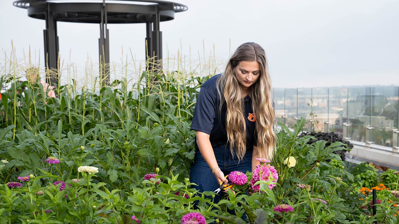 Rooftop garden is pictured