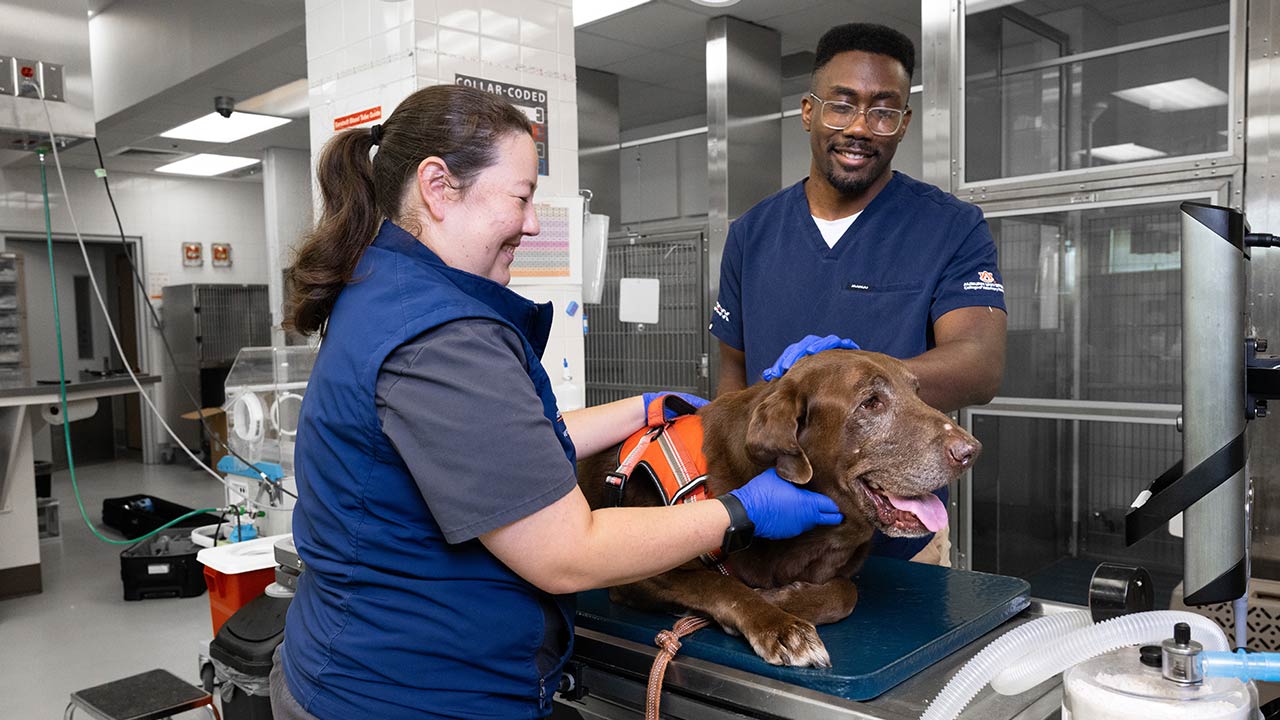 Two people examine a dog in a hospital setting