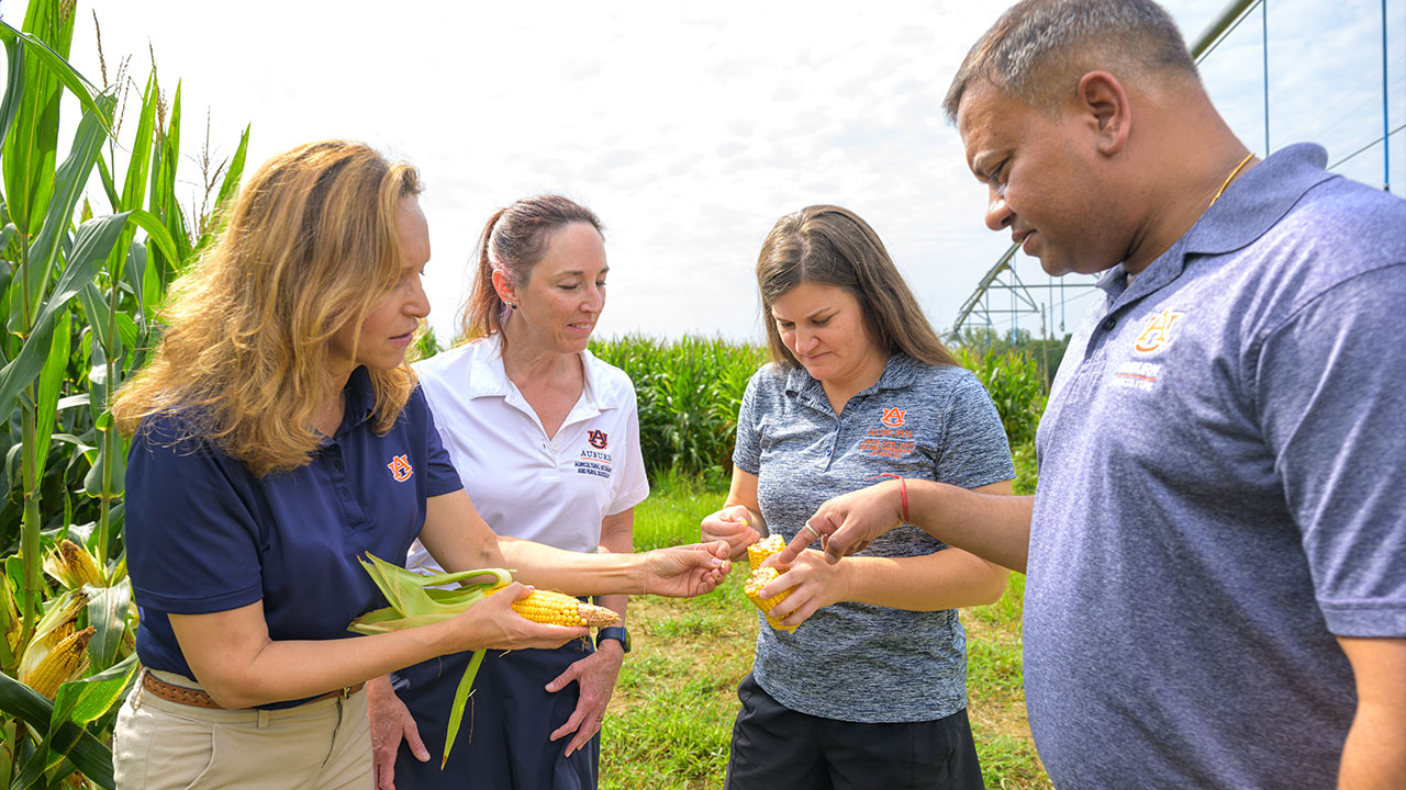 College of Agriculture faculty members talking about an ear of corn