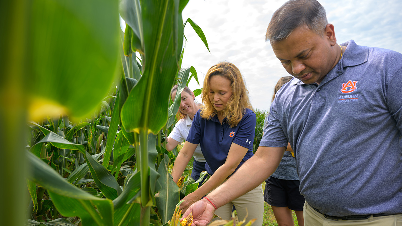 A man and two women examine corn stalks in a field.