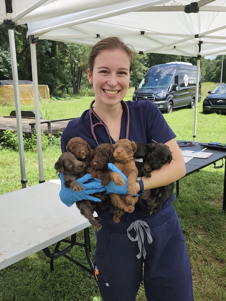 Woman holding five puppies. 