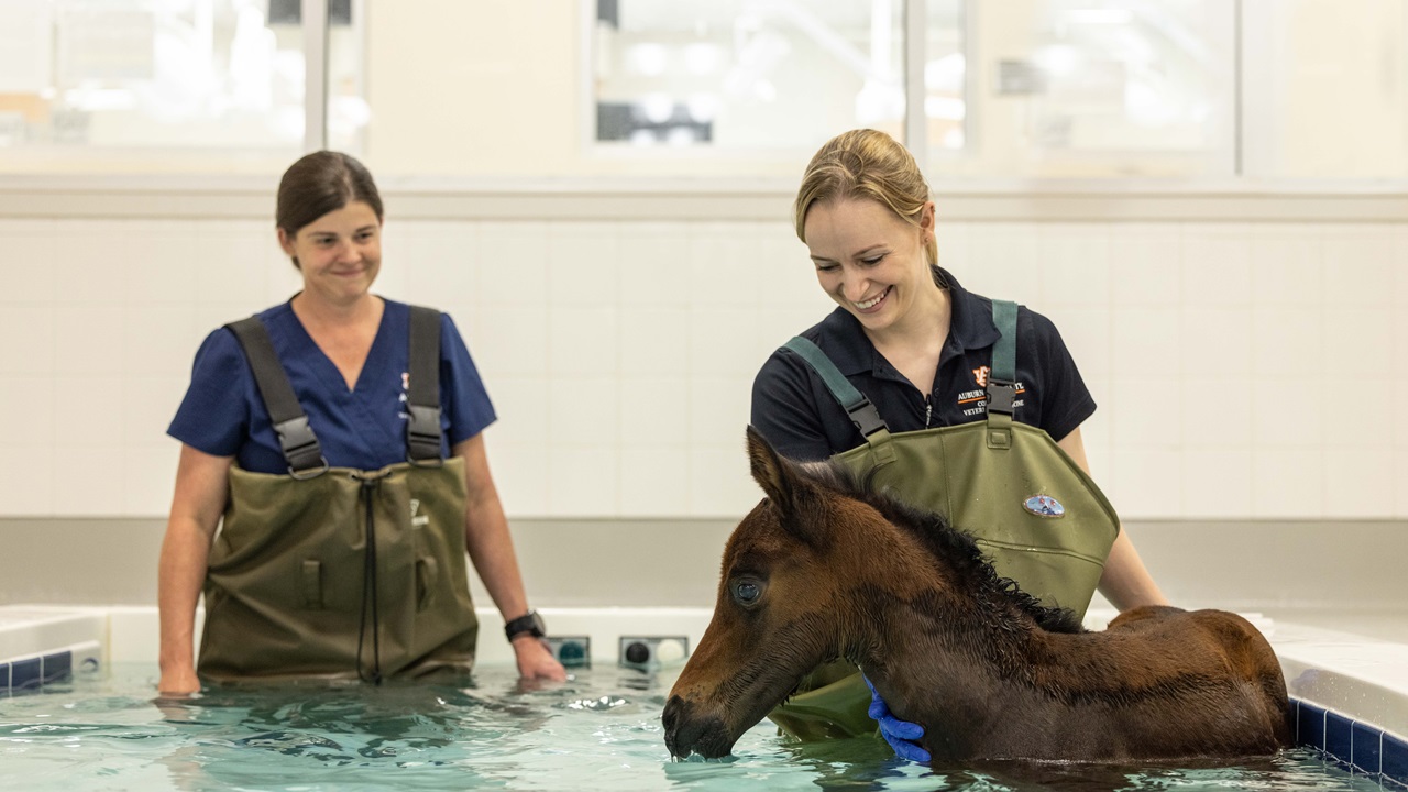Two professionals in therapy pool with foal
