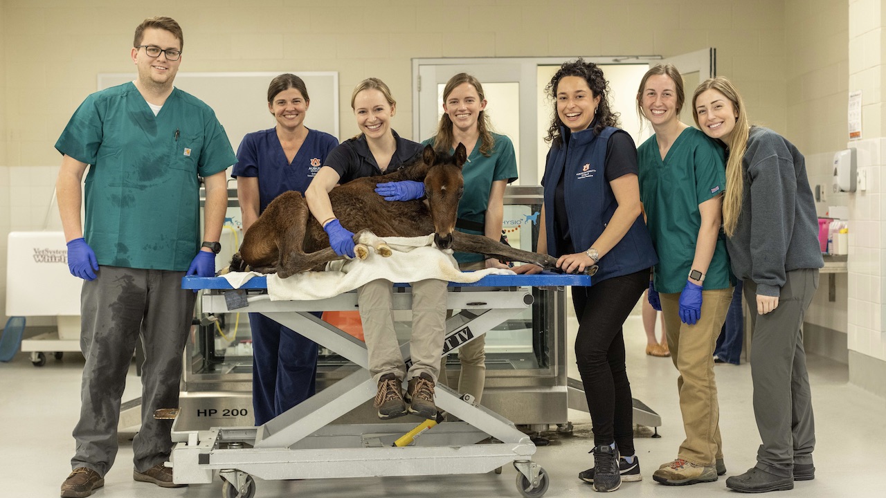 Professors and students with foal on gurney in medical room