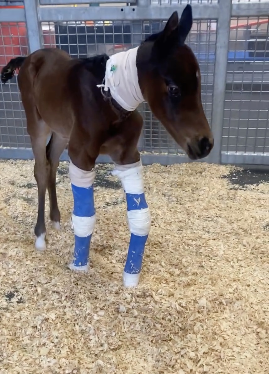 Small brown foal in bandages 