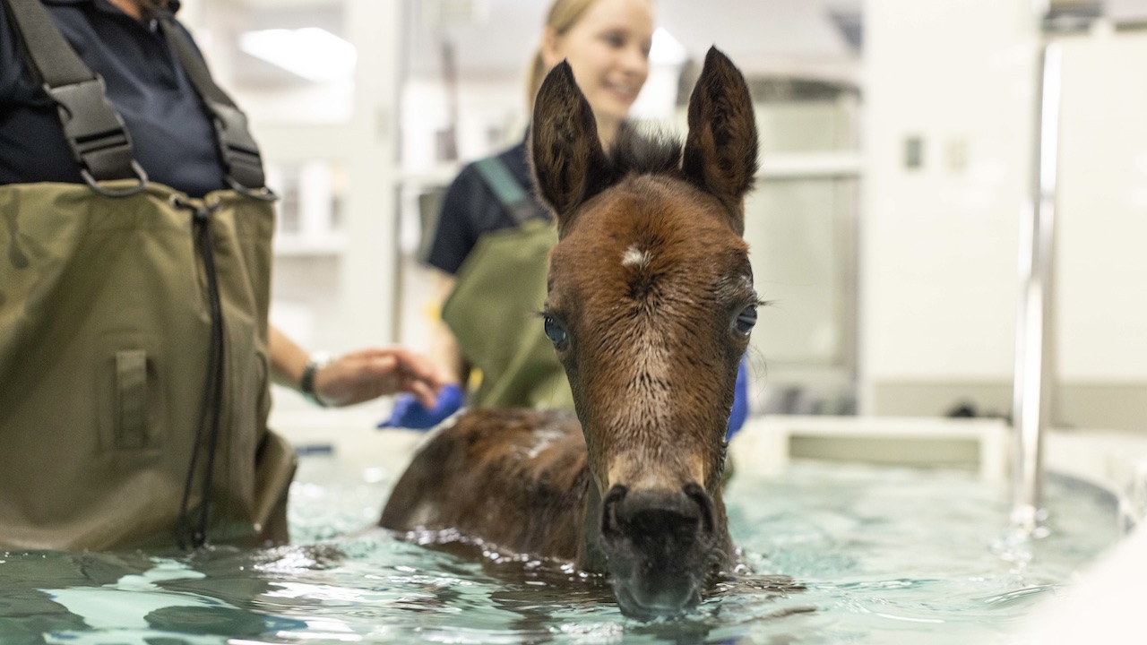 Brown foal in therapy pool 