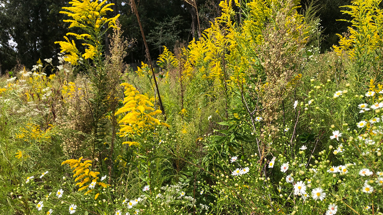 A collection of plants including goldenrod and daisies blows in the breeze