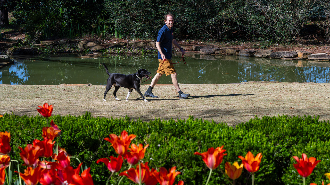 A man walks his dog in the arboretum.