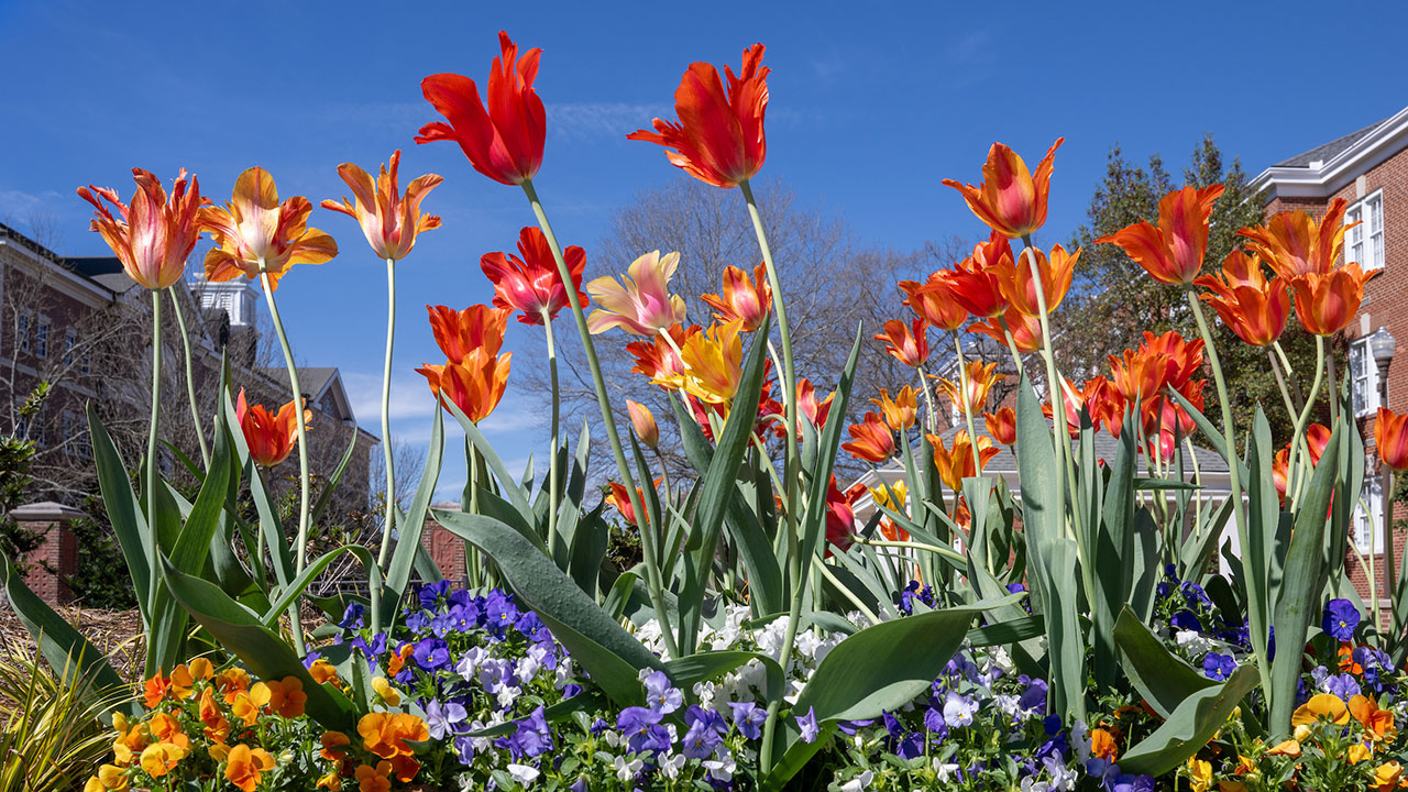 Flowers blooming on Auburn