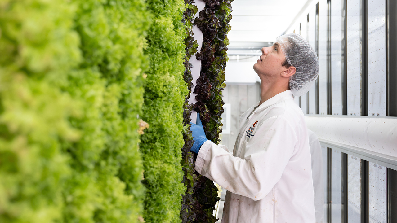 A student looking up at a vertical farm of fresh lettuce.