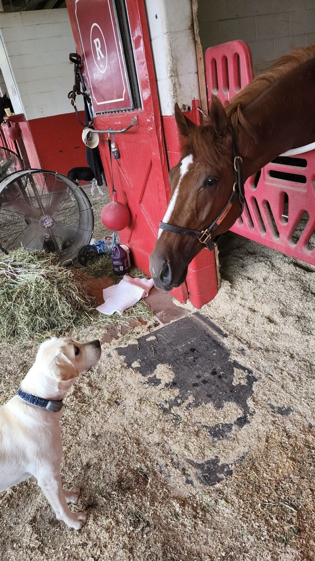 Dog and horse in a horse barn interacting