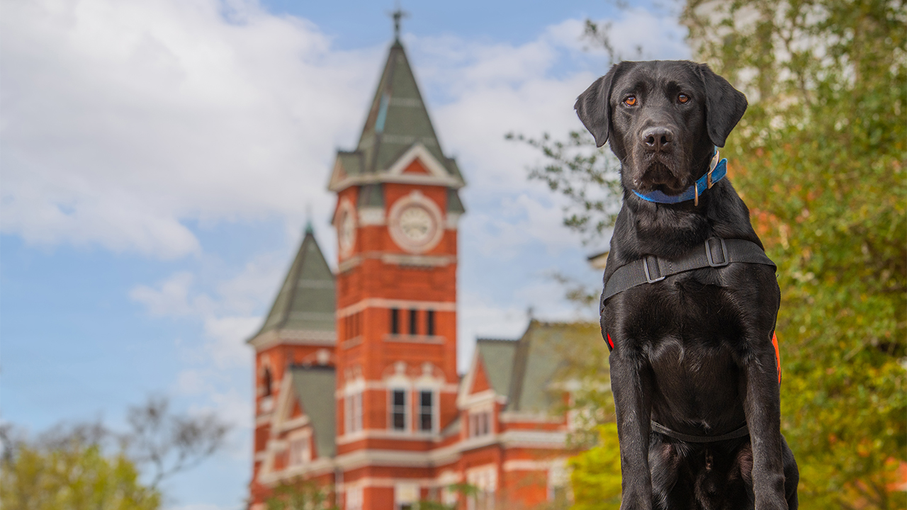 An image of a dog with Auburn's campus behind it.