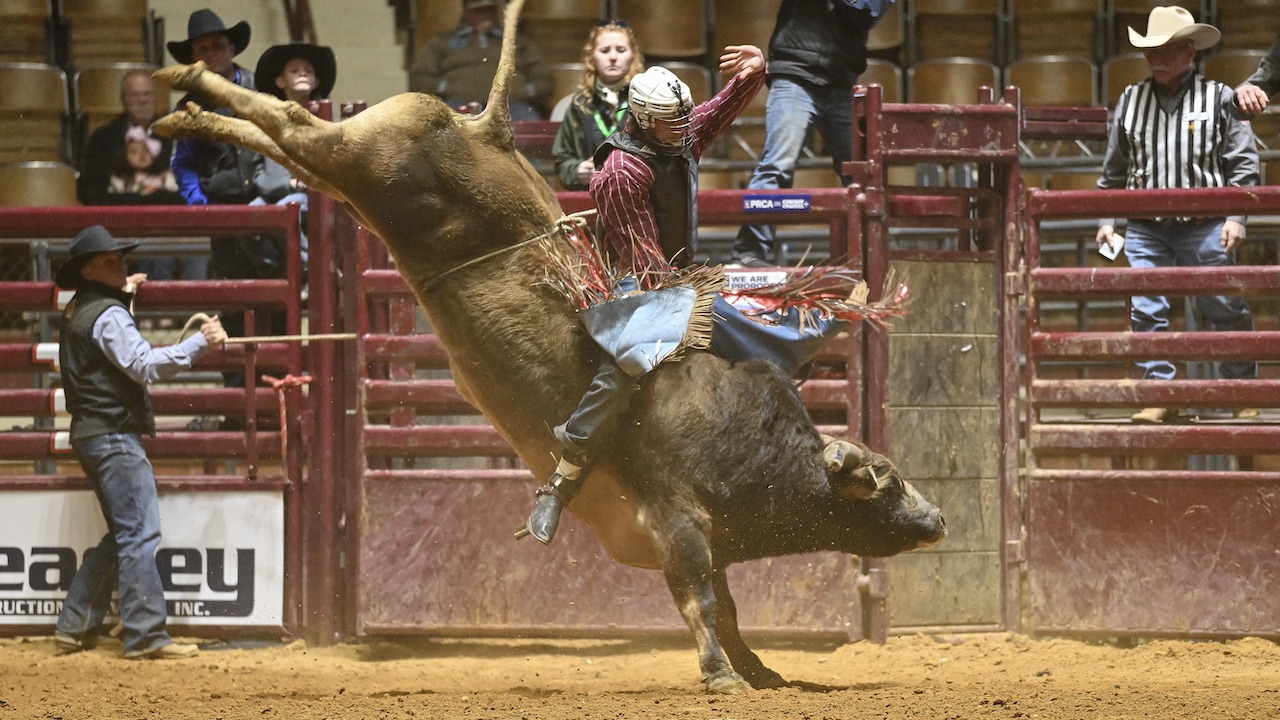 Cow with legs in air and cowboy at rodeo
