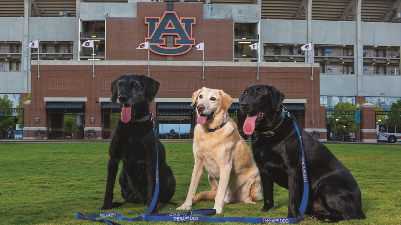 Three therapy dogs sitting in front of Auburn Stadium