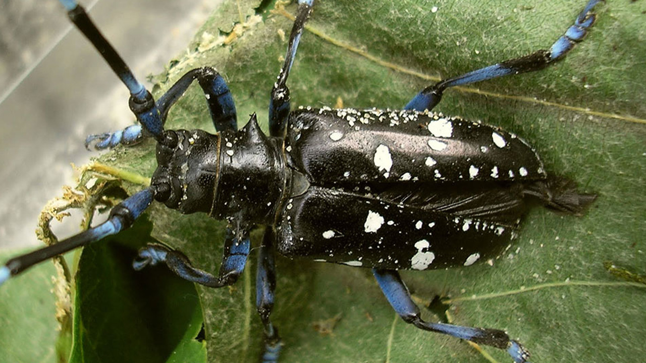 a close up of a black and white beetle