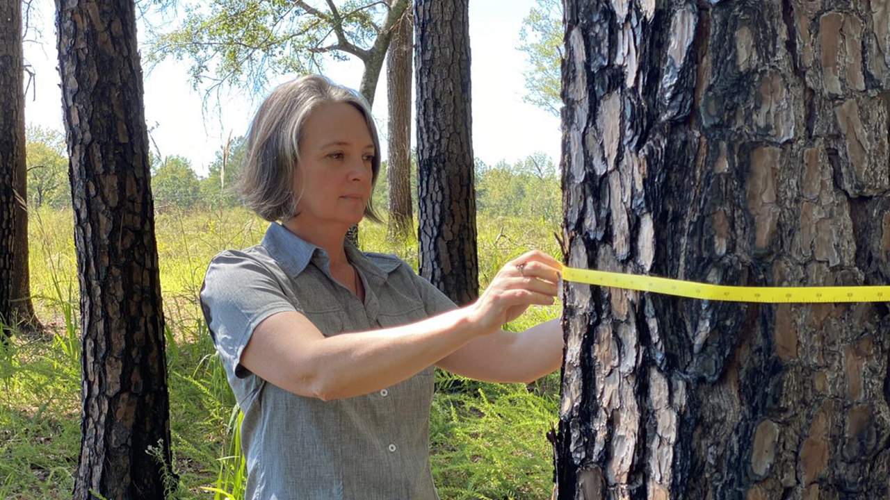 Heather Alexander measures a pine tree in a forest with a tape measure