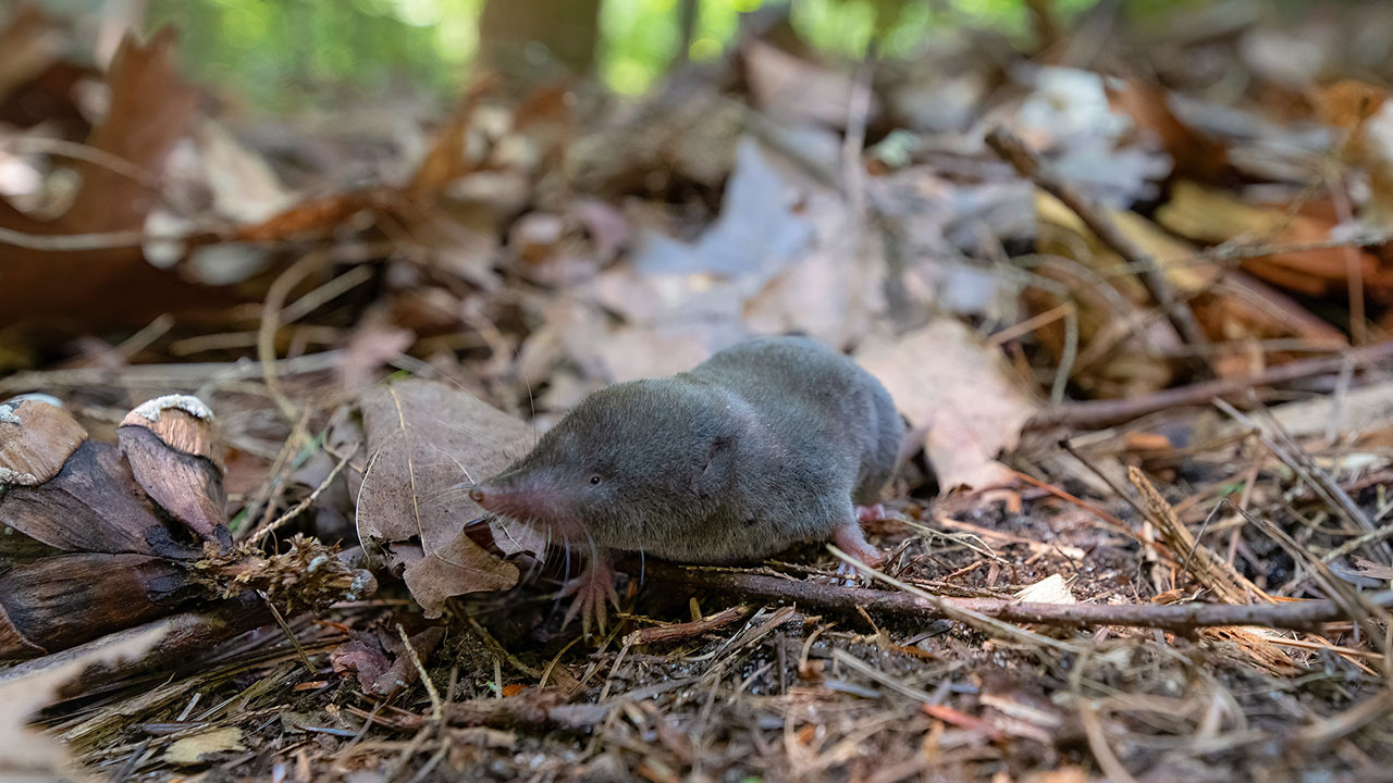 A northern short-tailed shrew in a forest