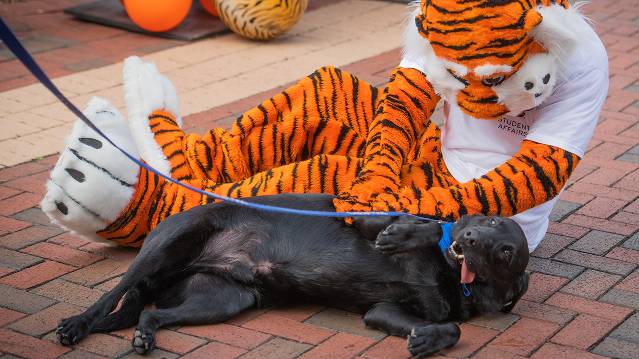 A black lab with Aubie the tiger.
