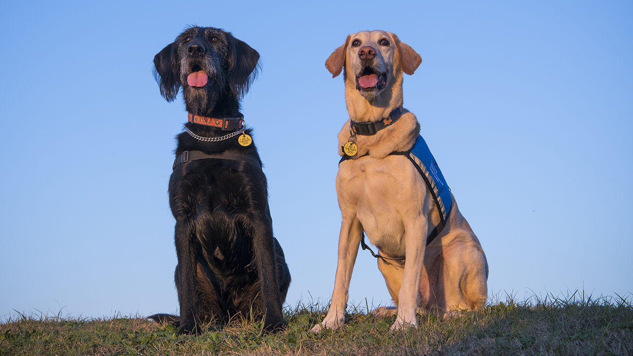 Two labs sitting outside.